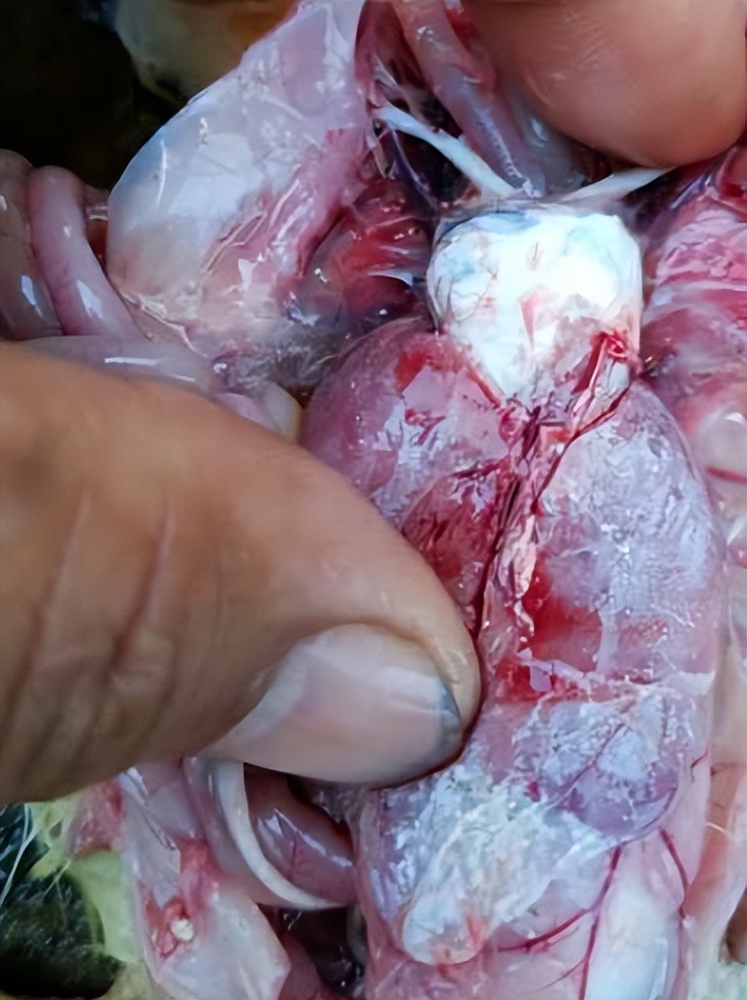 鹅痛风是什么症状如何医治,鹅营养性痛风与病毒性痛风的区别