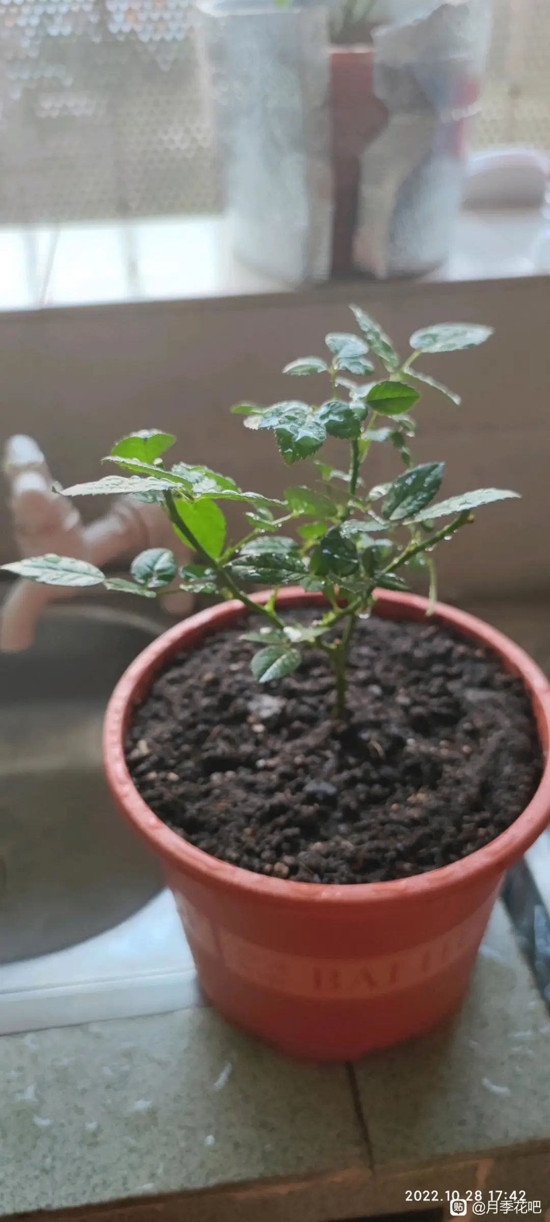 今年为什么都买月季花,购买月季花