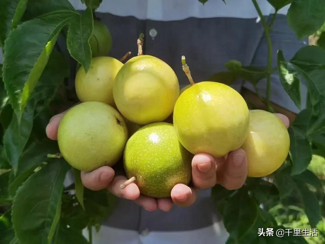 黄金百香果，“钦蜜9号”，百香果中的“爱马仕”，至爱非你莫属