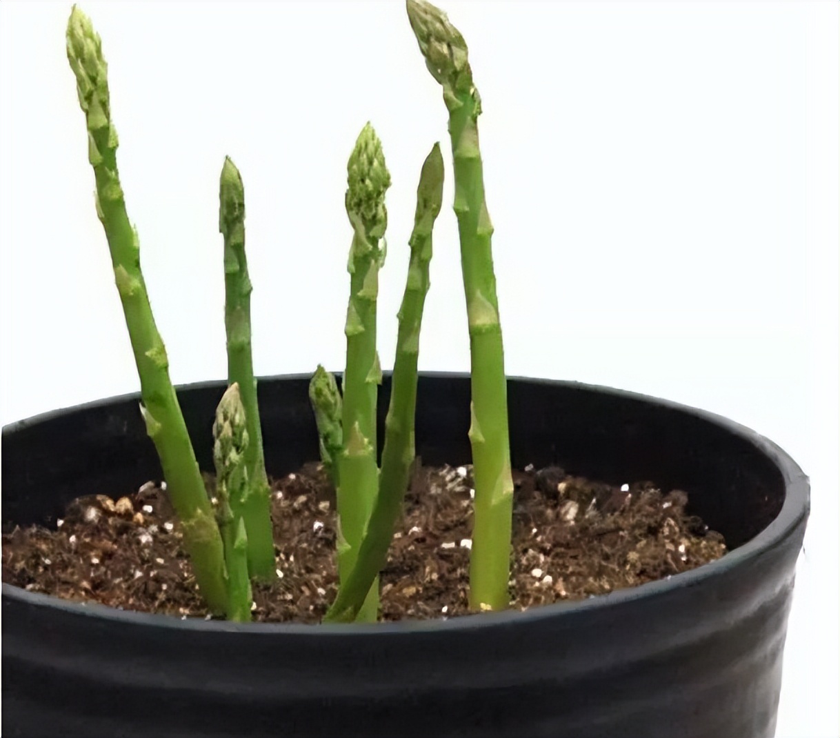 阳台种菜种哪些长得比较快,阳台种菜推荐种什么