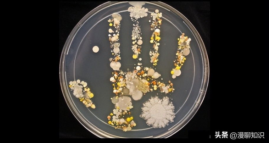 马疱疹病毒感染用什么治疗好,马病毒性疱疹