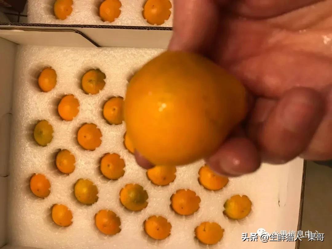 正宗广西融安脆蜜滑皮金桔,融安滑皮金桔和融安脆皮金桔区别