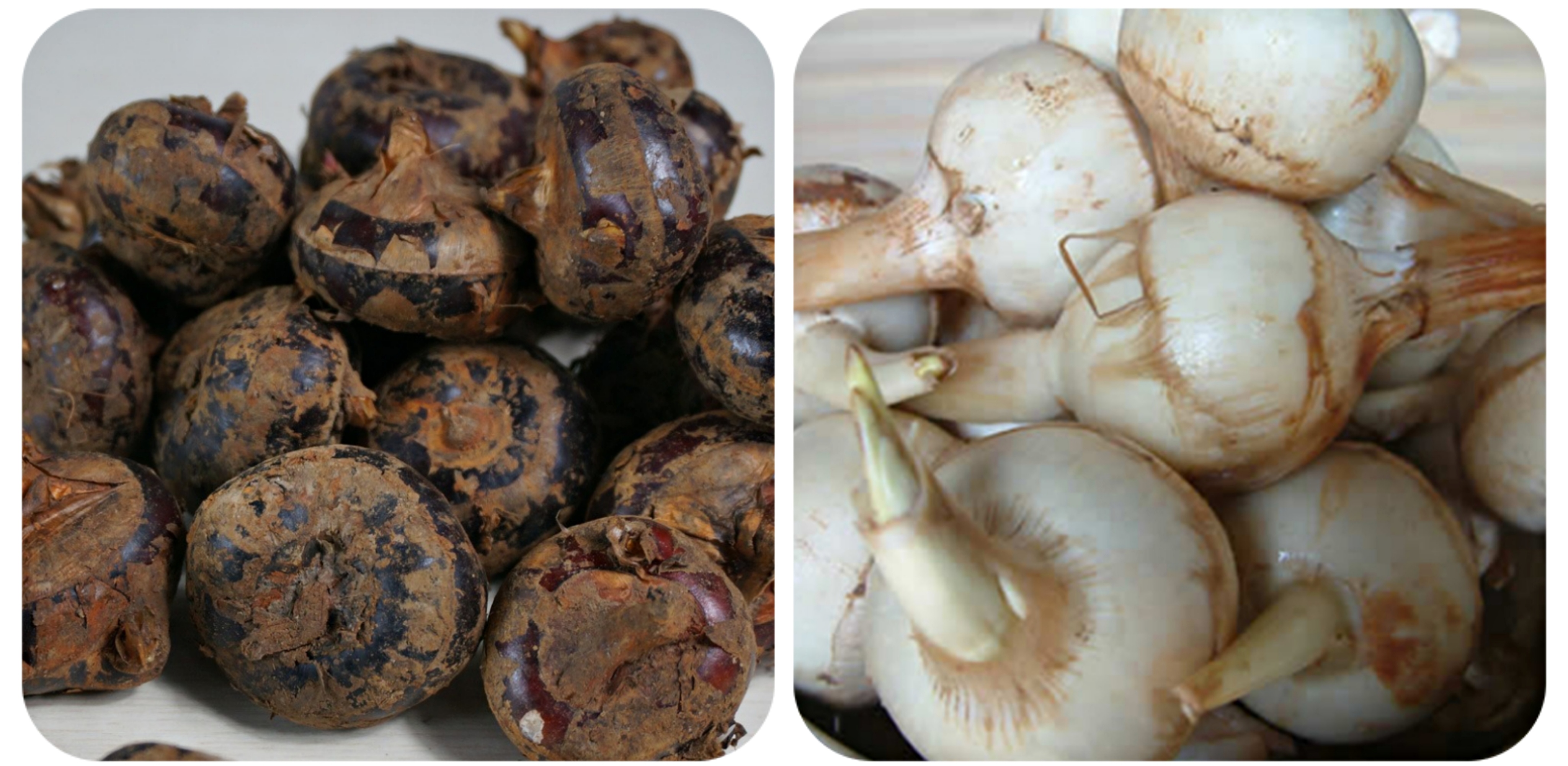 100种野菜大全图解,认识100种野菜视频大全完整版