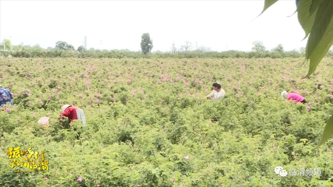 《振兴乡村美好临渭》临渭区丰原镇北雷村：玫瑰绽放“美丽经济”花香铺就致富路
