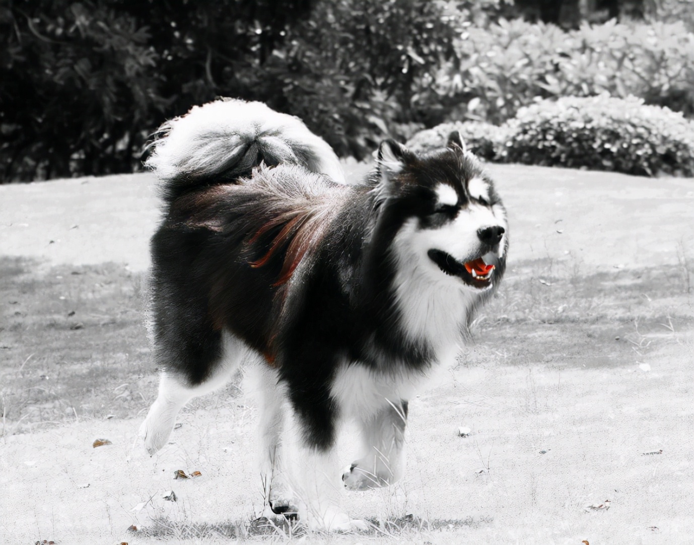 三个月阿拉斯加呕吐,阿拉斯加呕吐黄粘稠液体