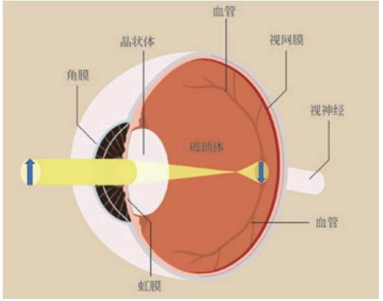 眼睛视力也分主眼副眼吗,眼睛还分主次眼吗