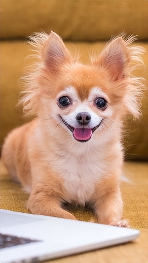 什么狗比较温顺不乱叫,哪种狗最聪明温顺可爱