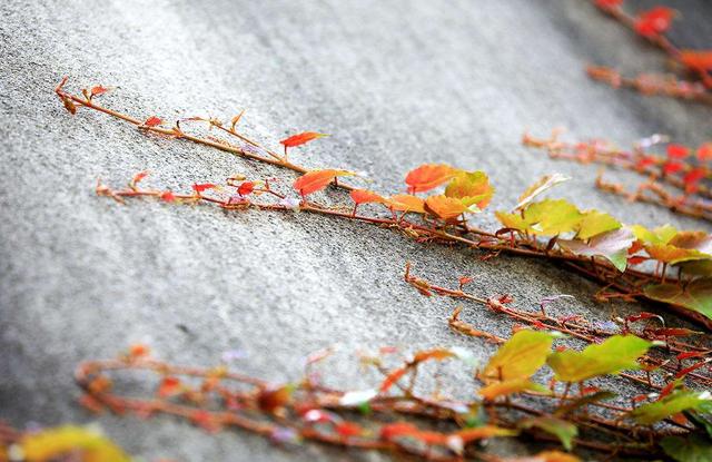 高架桥下种植爬山虎，难道不怕腐蚀吗？看完不得不佩服国人的智慧