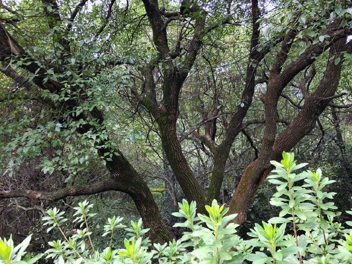 晨思暮想中年人,晨思晚语