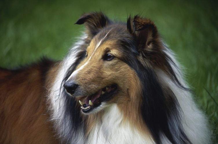 狗界中非常聪明的狗狗,狗界最忠诚和最不忠诚的狗