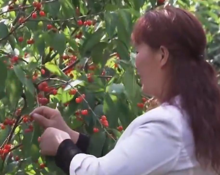 贵州农村大姐成卖货高手，靠3句话1年卖出600万，什么话如此招财