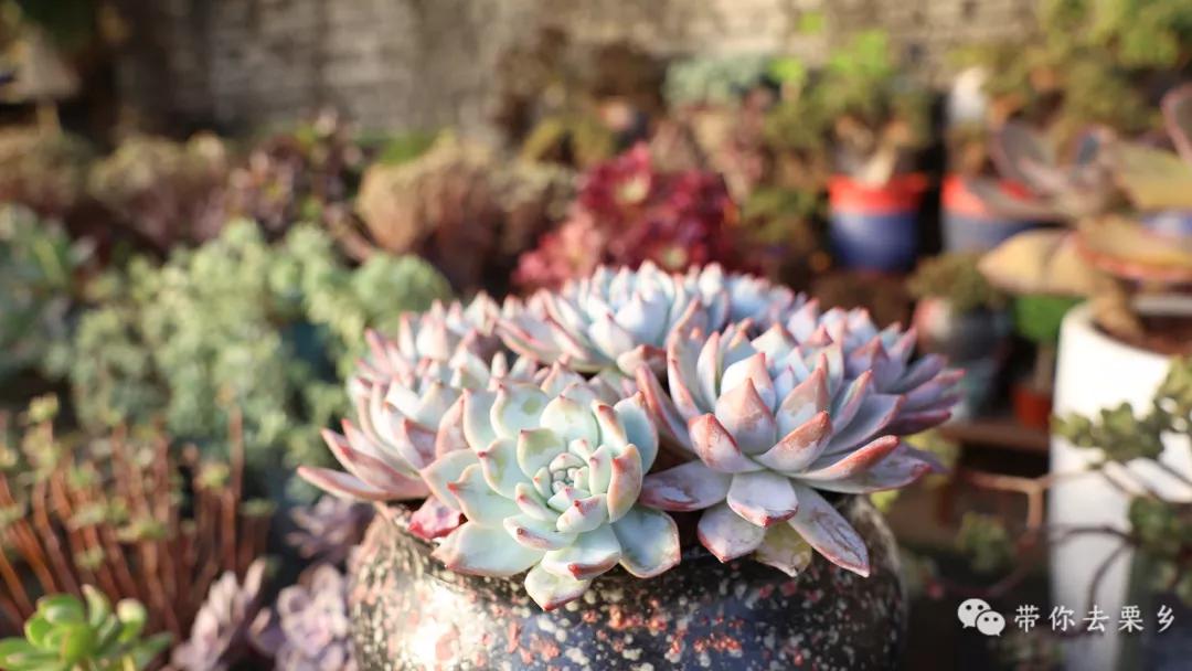 卖萌经济的生意经,卖萌生意的利润