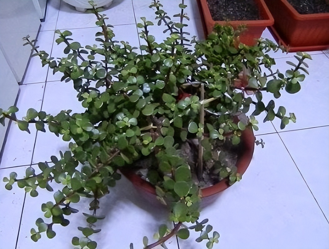 什么树可以除甲醛适合放客厅,室内放什么树比较会吸甲醛