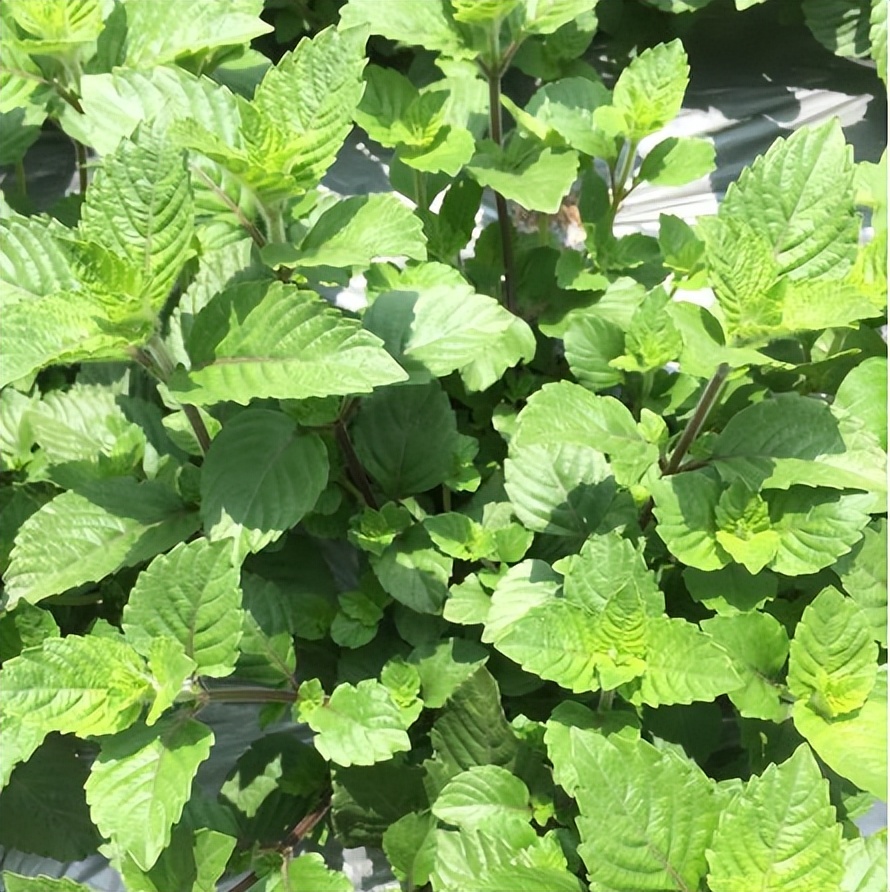 做凉粉的植物神仙草,绿凉粉纯天然新鲜凉粉草熬制