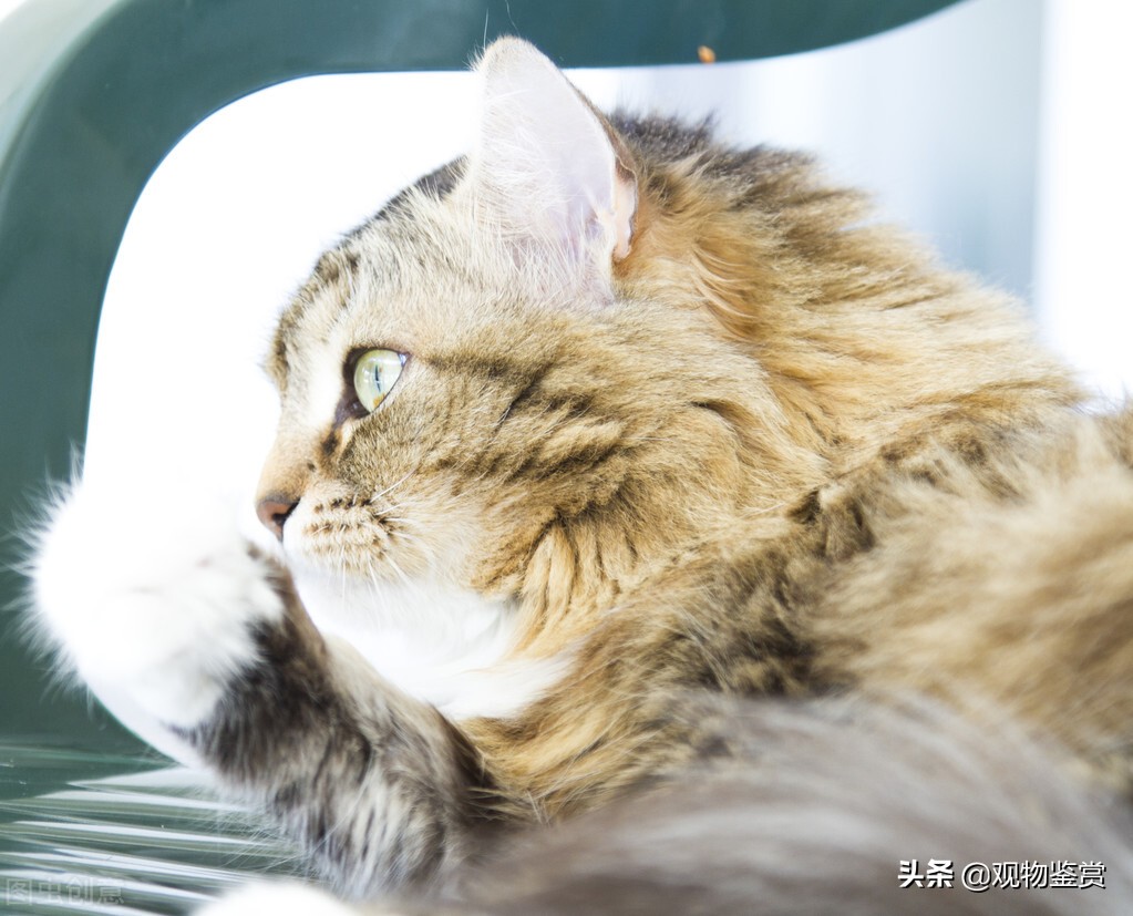 长途汽车可以带宠物猫的吧,大巴车可以带猫吗怎么过安检