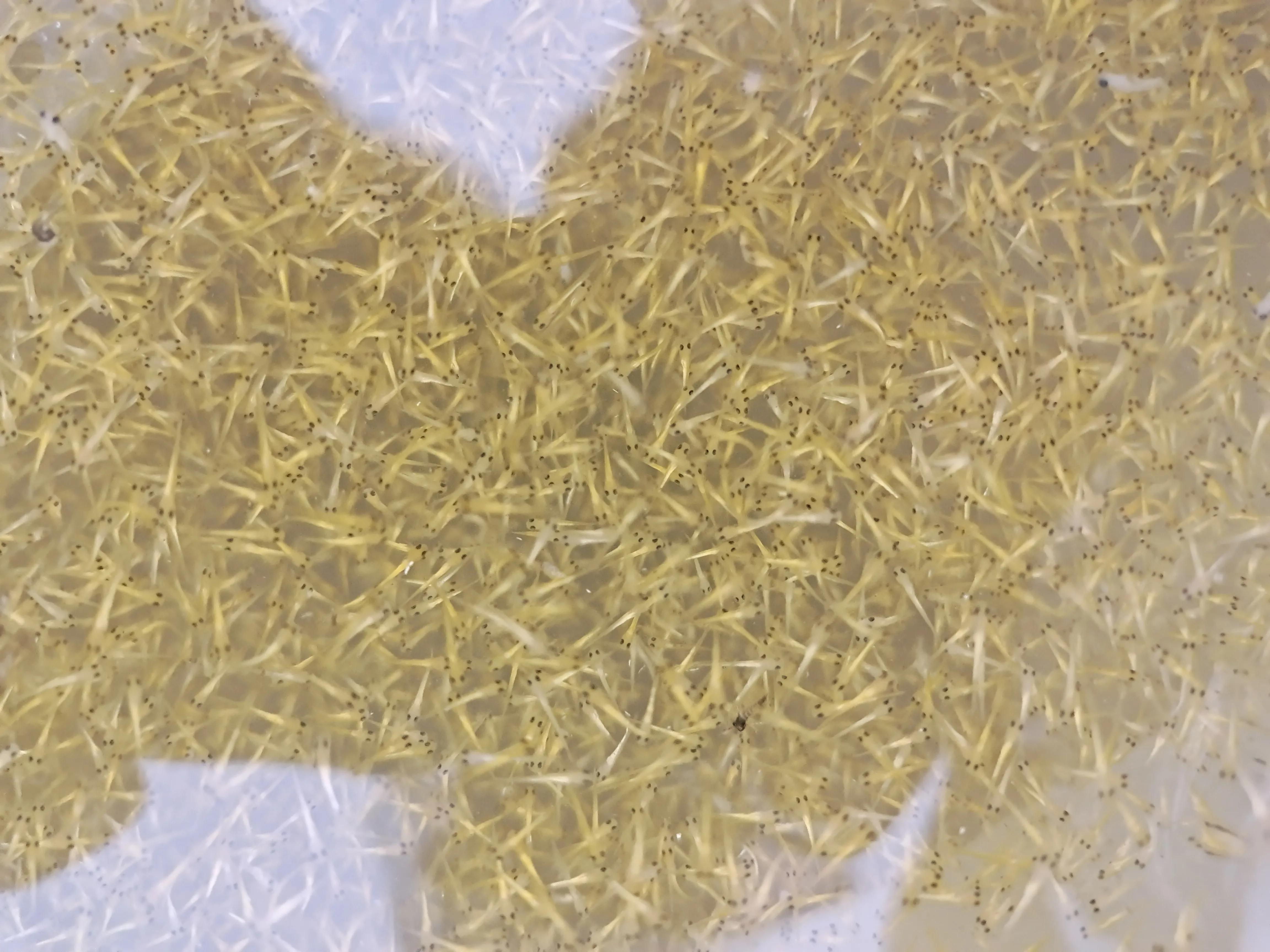 锦鲤繁殖养殖技术,红白锦鲤繁殖视频