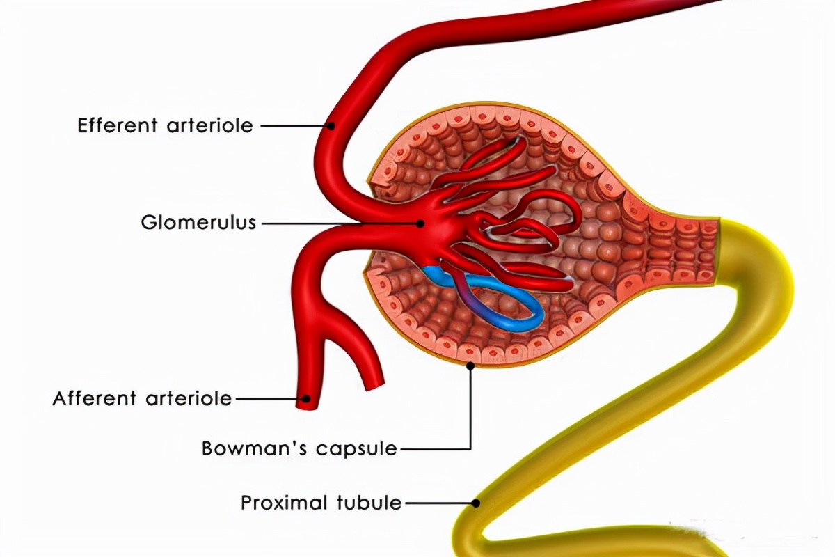 药物导致急性肾损伤能治好吗,老年急性肾受损吃啥药