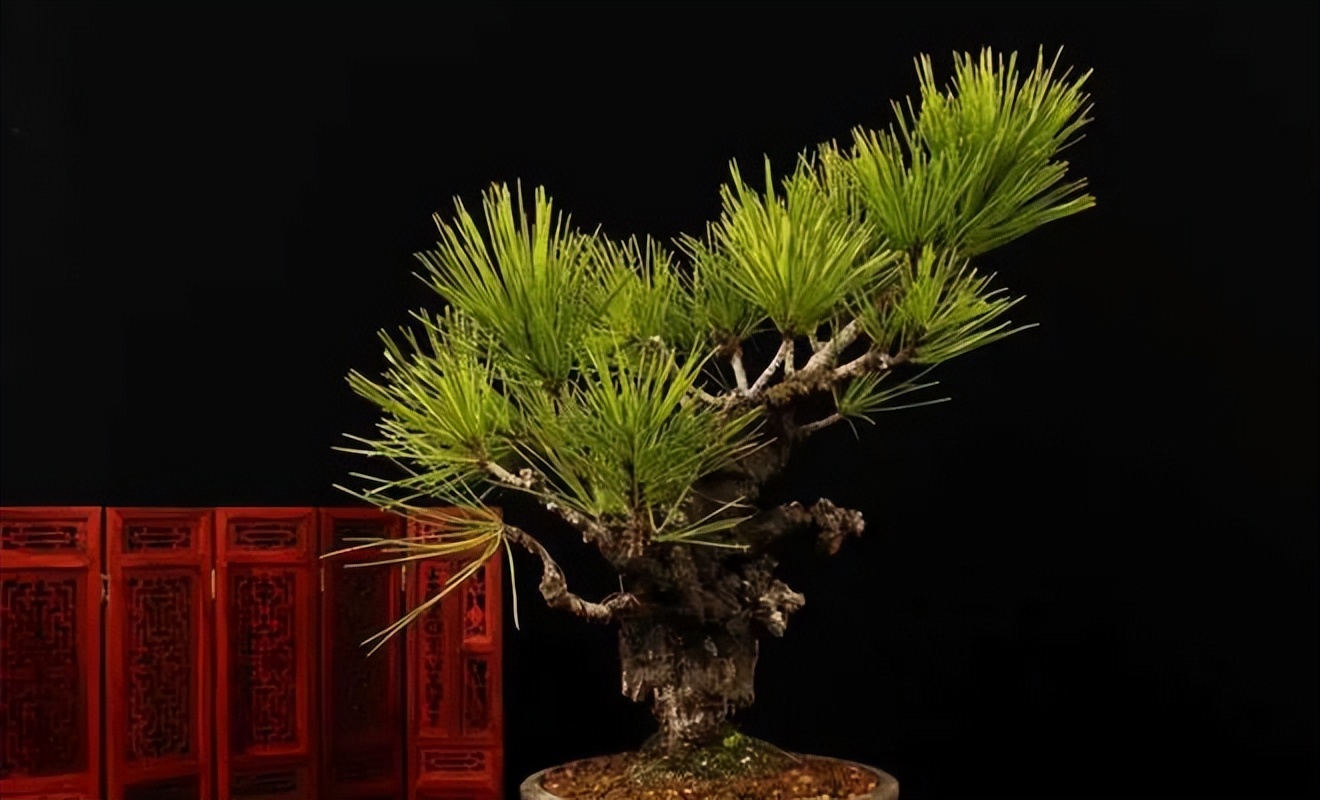 新手松树盆景制作,盆景铝线怎么蟠扎松树盆景