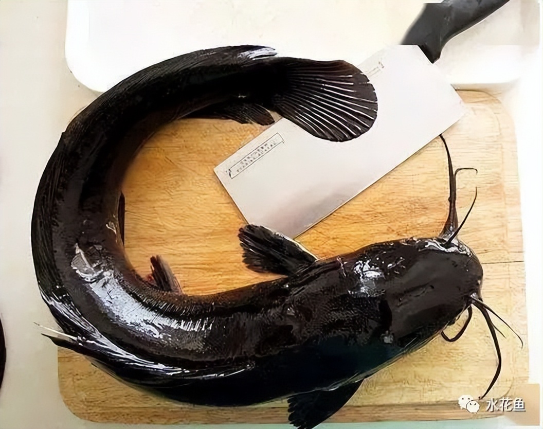 鱼鳃是什么原理呼吸的,鱼鳃呼吸