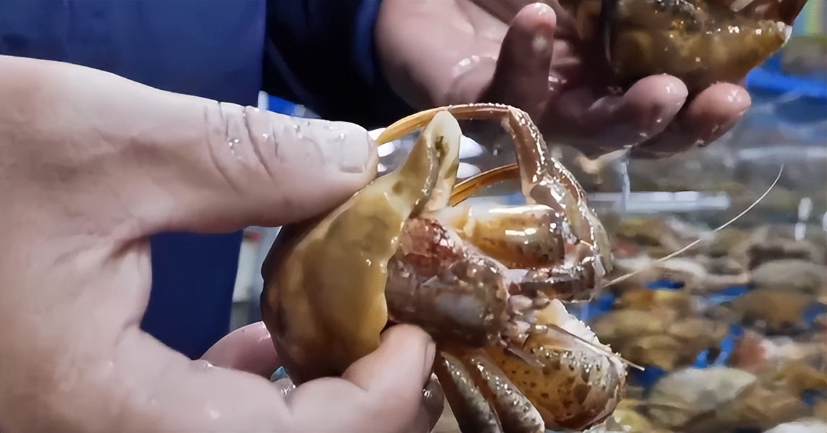 仅有积蓄23块钱，山东小伙大胆借600万，捞出大连海底“小黄金”