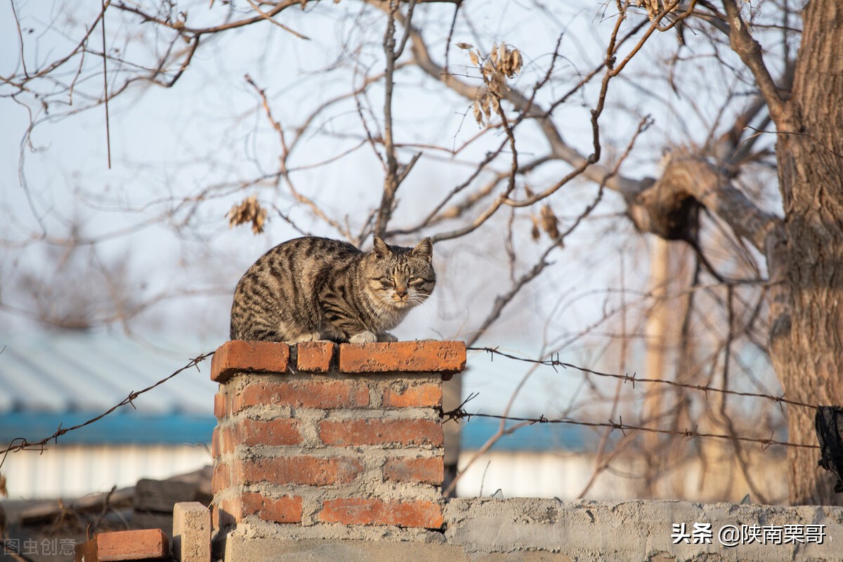 门前树不能乱,门前种的树风水好吗