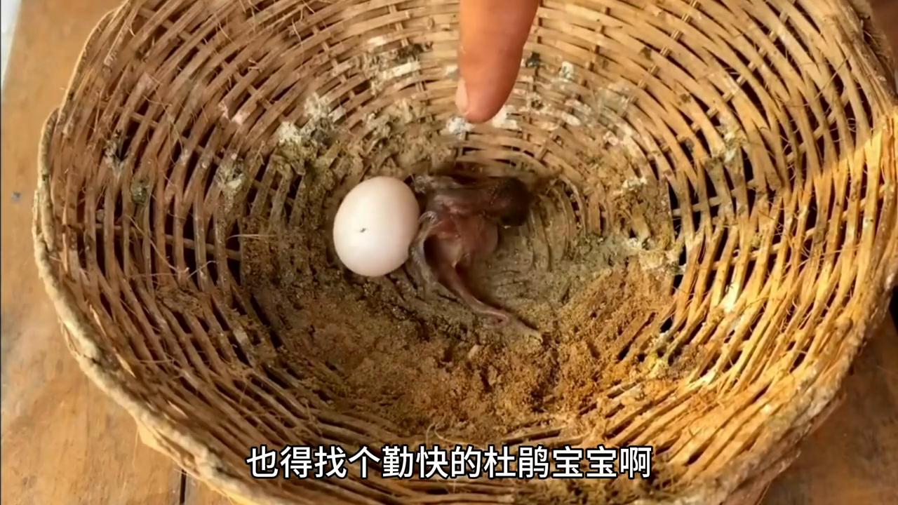 杜鹃宝宝的推蛋测试！#野生动物零距离