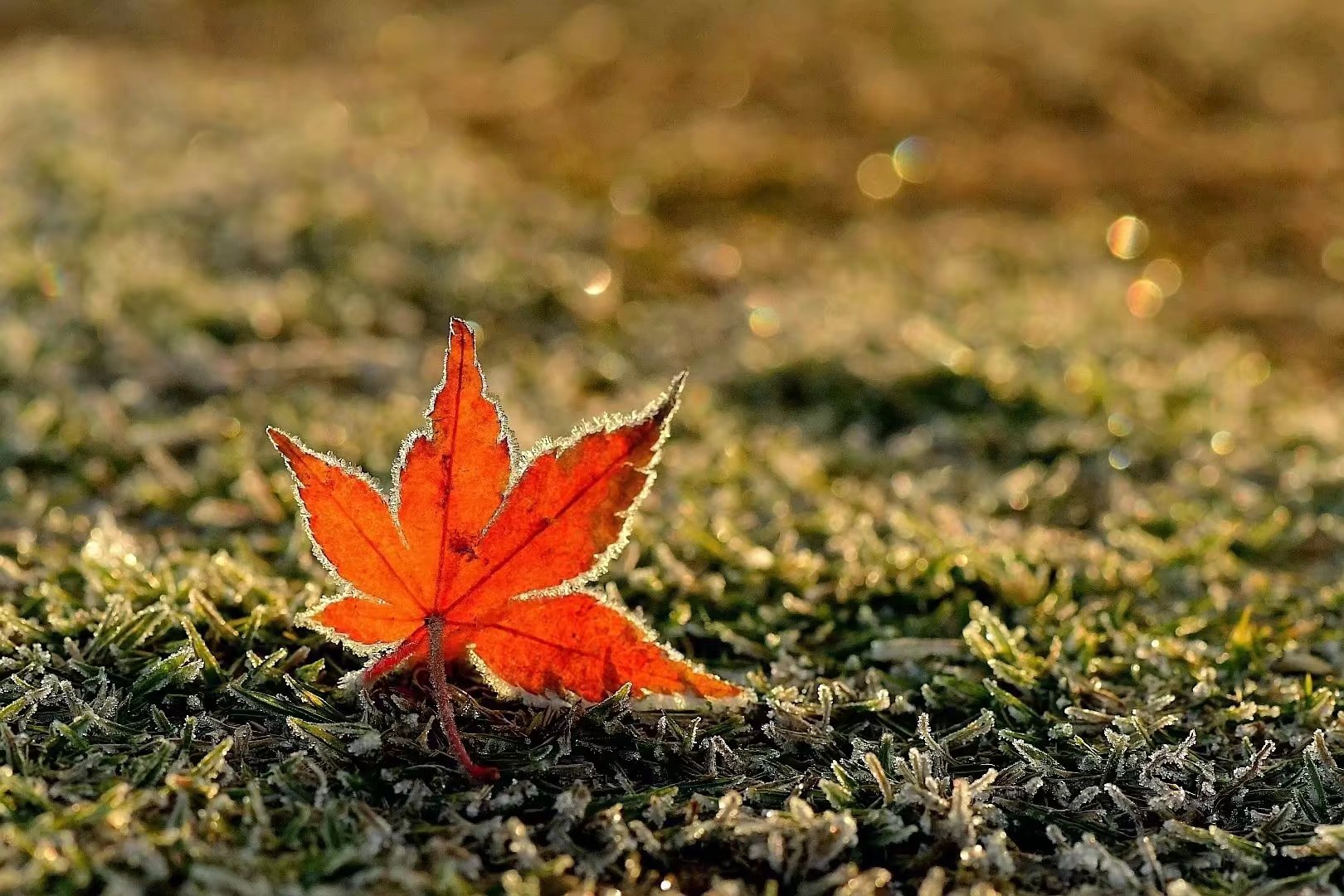 散文心灵的相知才是最美的相逢,散文最美的遇见