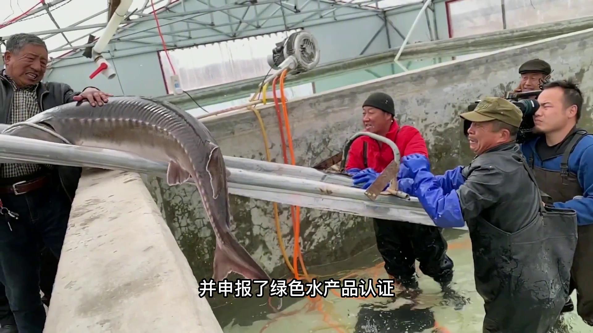 一条鱼价值25万，鱼肚子里藏“黄金”，东北老汉年赚千万财富