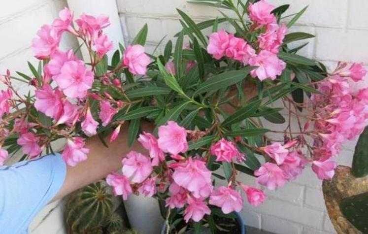 绿化有毒的花有哪些,这7种有毒花太危险