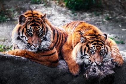 喝老虎酒有什么功效,老虎的骨头对人体有害吗