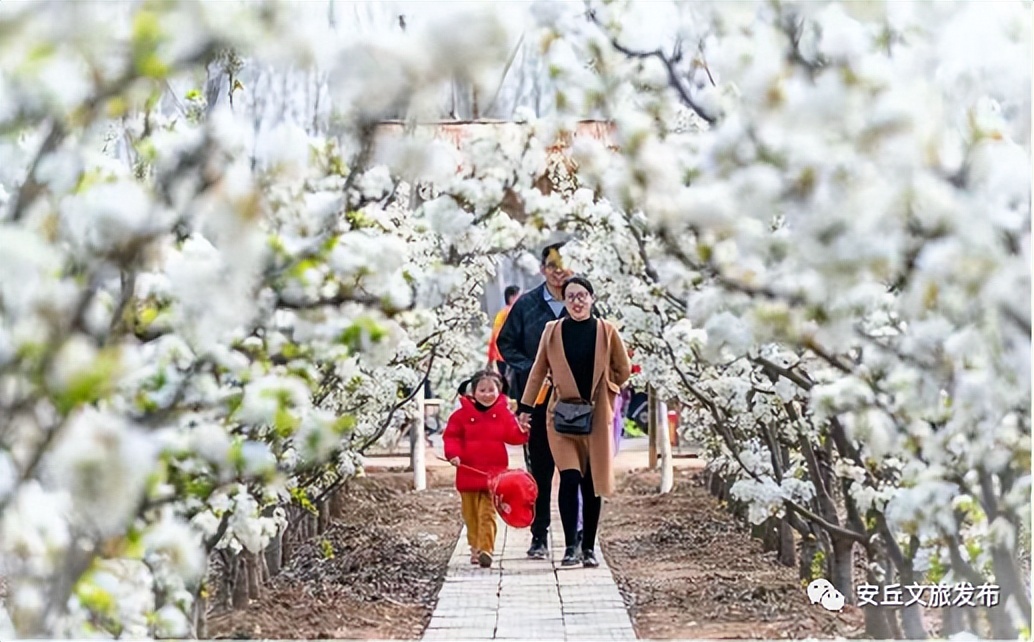 潍坊旅游发展,潍坊东亚文化之都旅游资源丰富