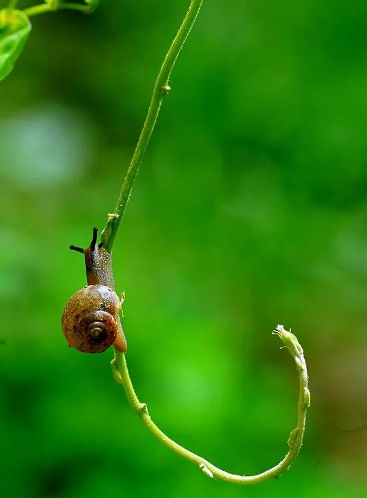 蜗牛高清壁纸4k全屏,蜗牛唯美动画壁纸