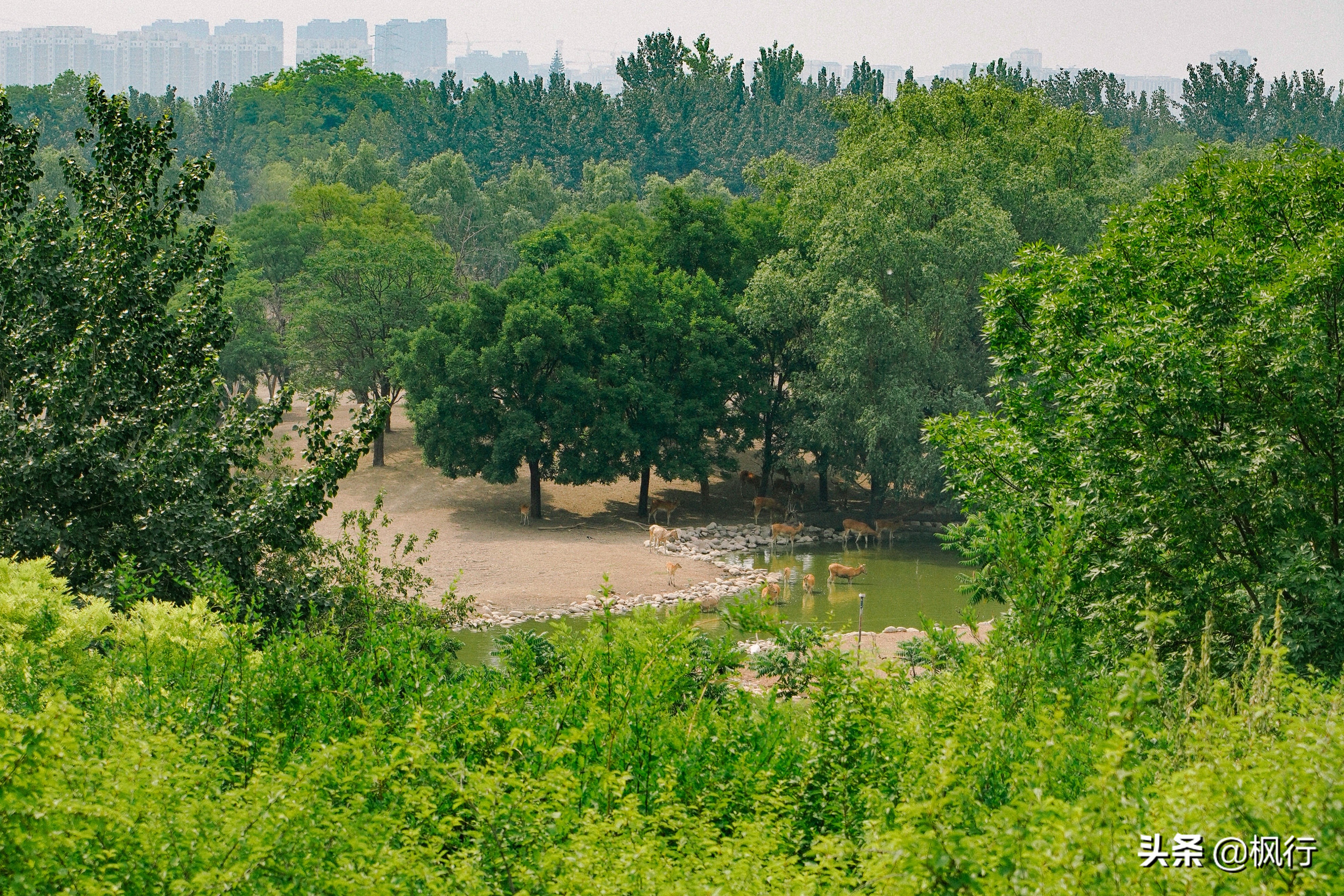 南海公园奈良小麋鹿,奈良小鹿公园麋鹿
