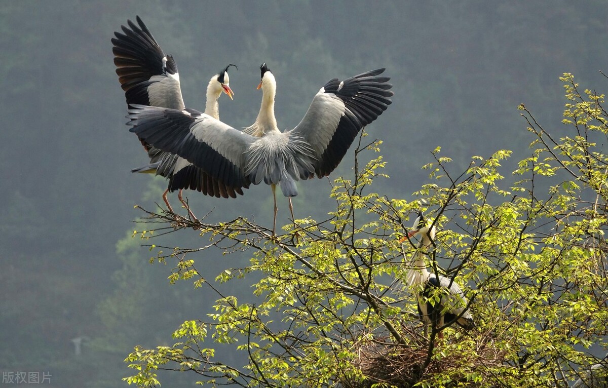 历代咏白鹭的古诗词,咏白鹭古诗意境