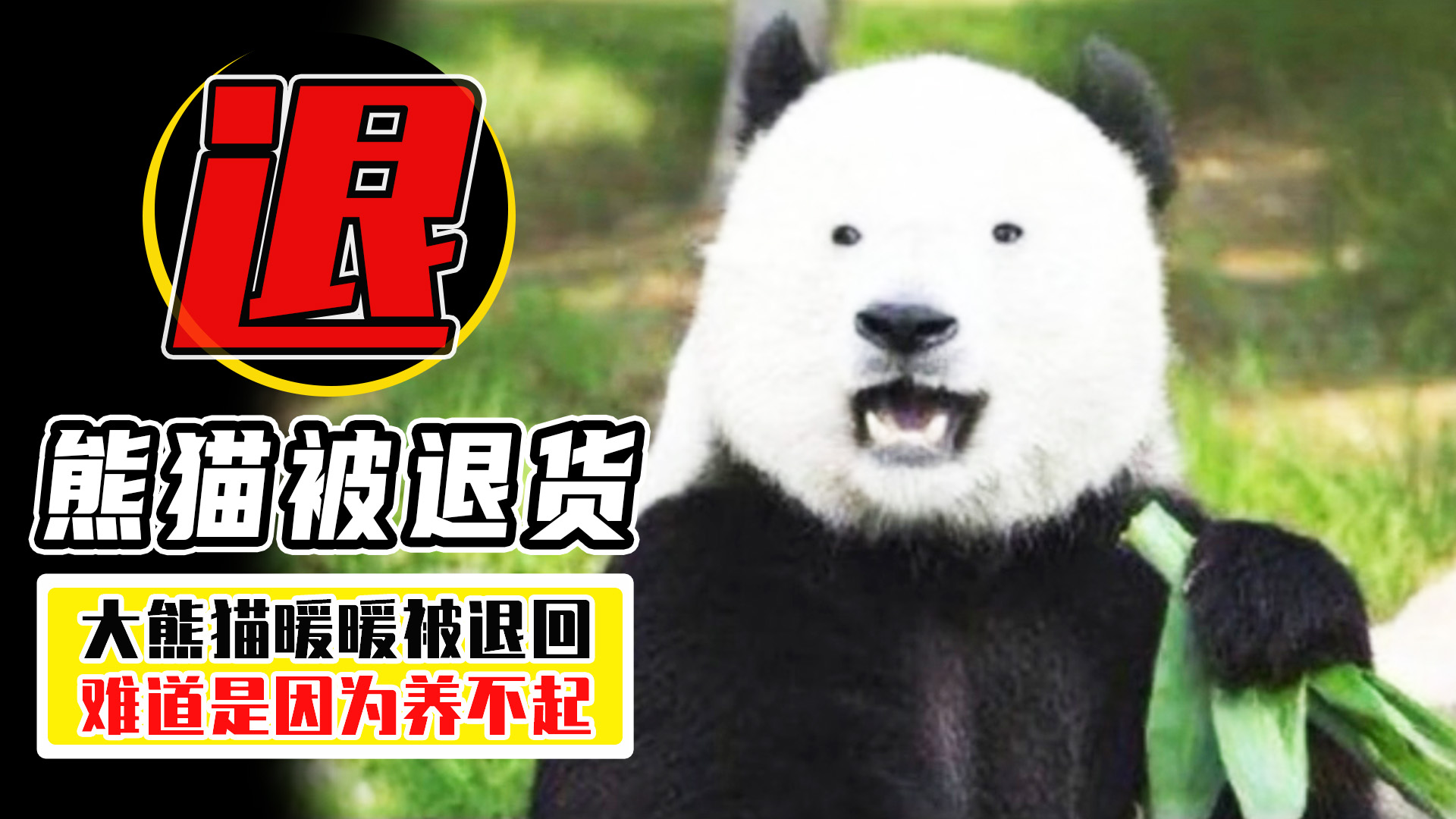 熊猫因为太能吃，1年花费400万，竟然被别国“退货”？