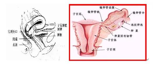 子宫大小与妊娠周数相符,妊娠子宫体积