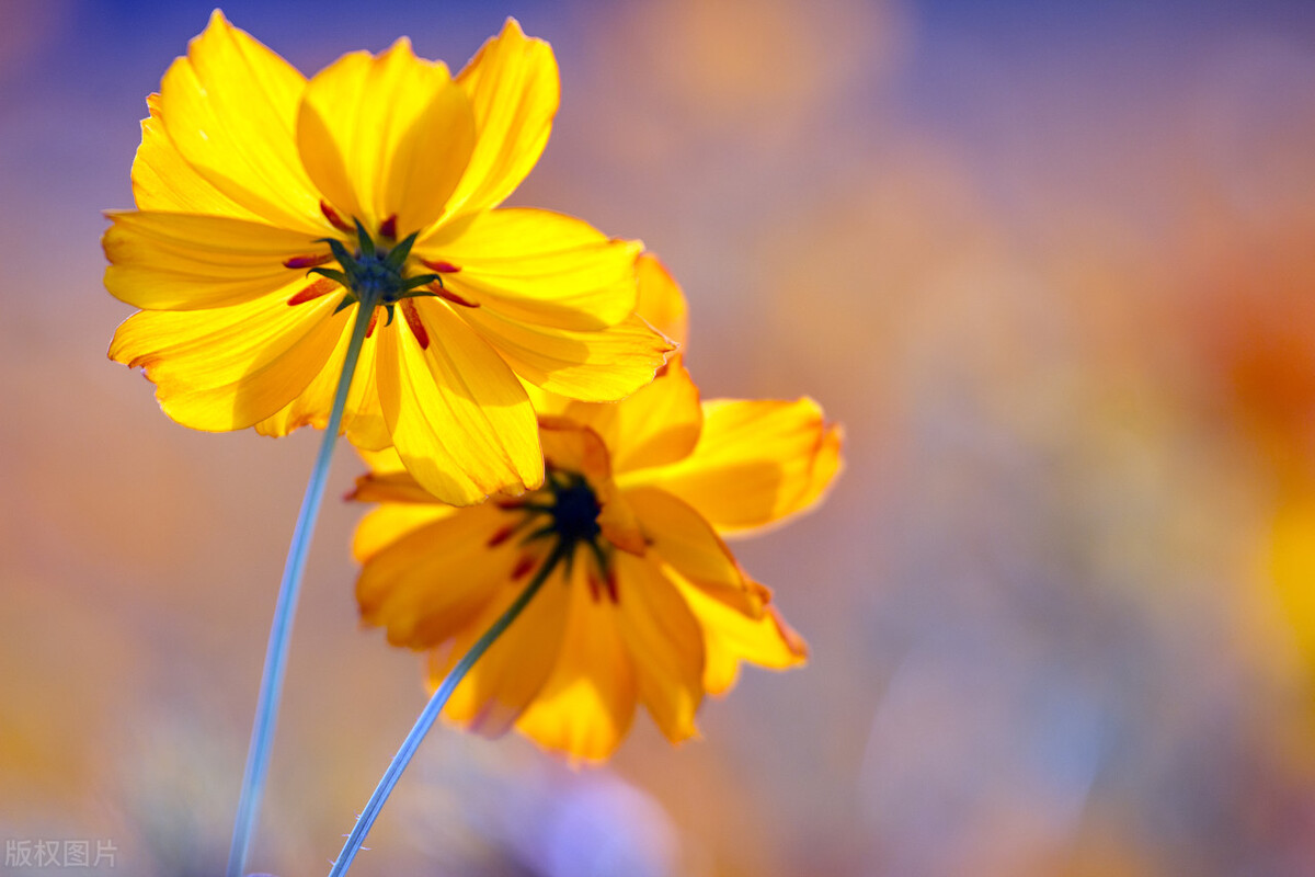 纵然此生不再相见也愿岁岁平安,即便此生不再相见也愿你幸福久远