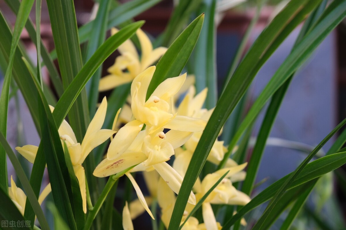 黄金有价情义无价的下一句,黄金有价情义无价视频