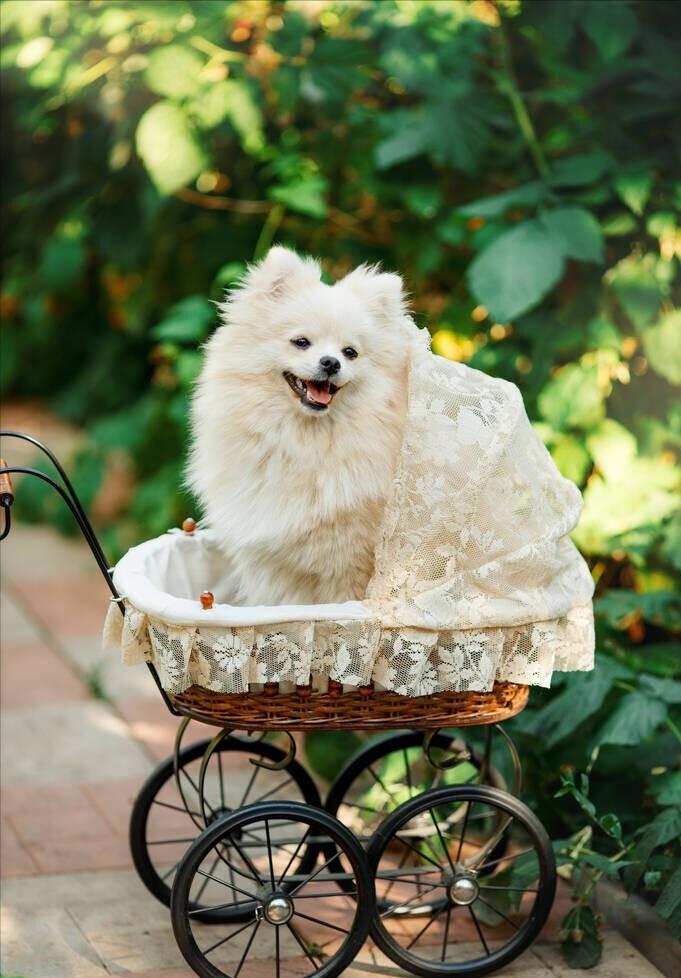 博美和柯基哪个好养,柯基比熊博美哪个更适合女孩子养