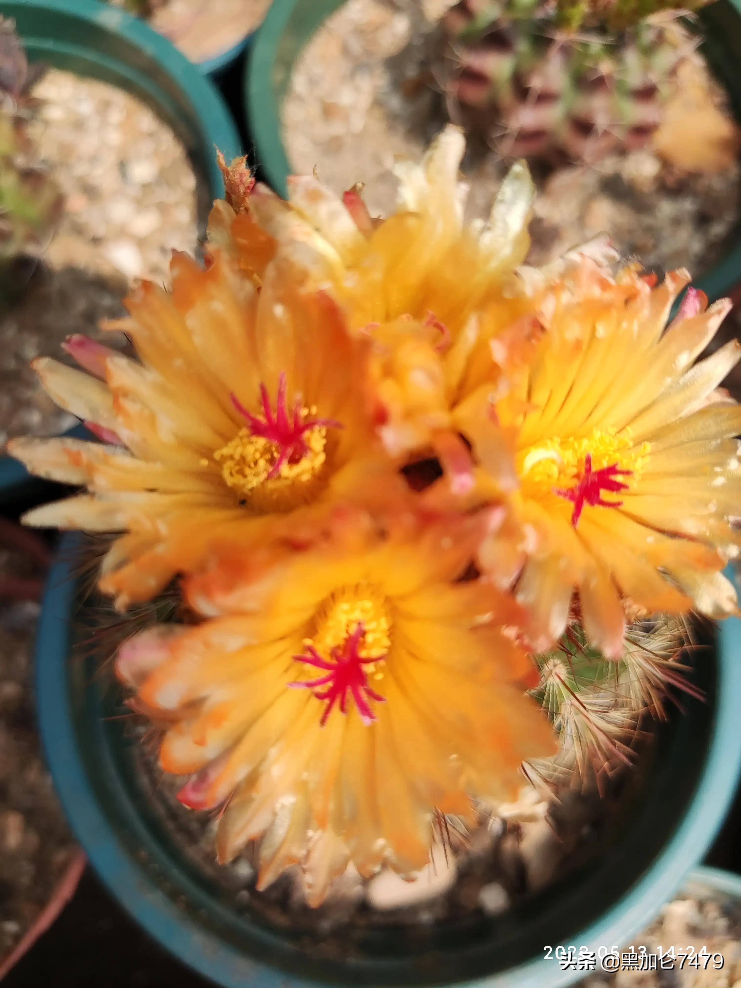 分享养仙人球知识,家里养的各种仙人球