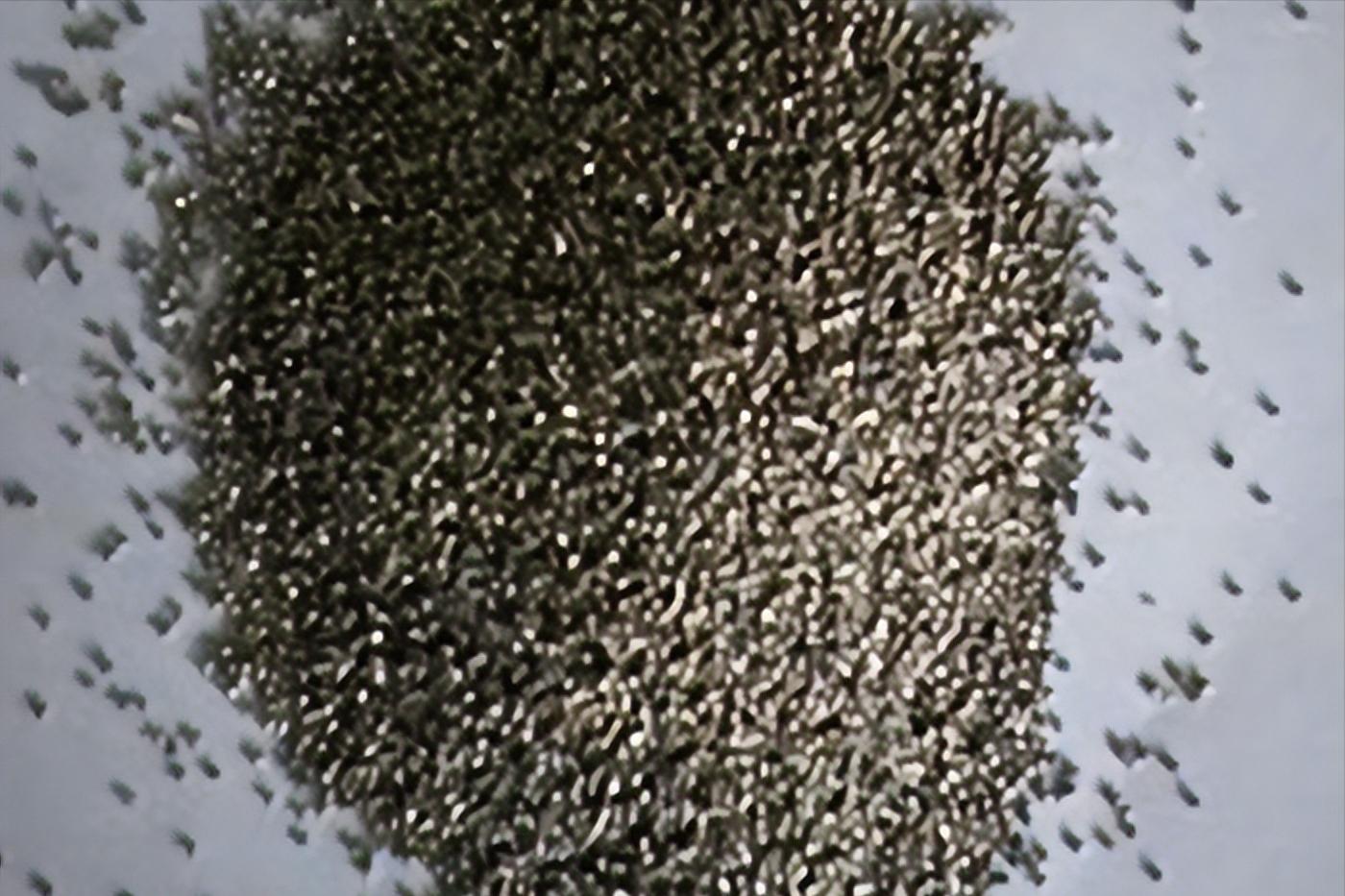 撸铁棒重现民间!给老百姓带来暴利,明令禁止背后隐藏危机