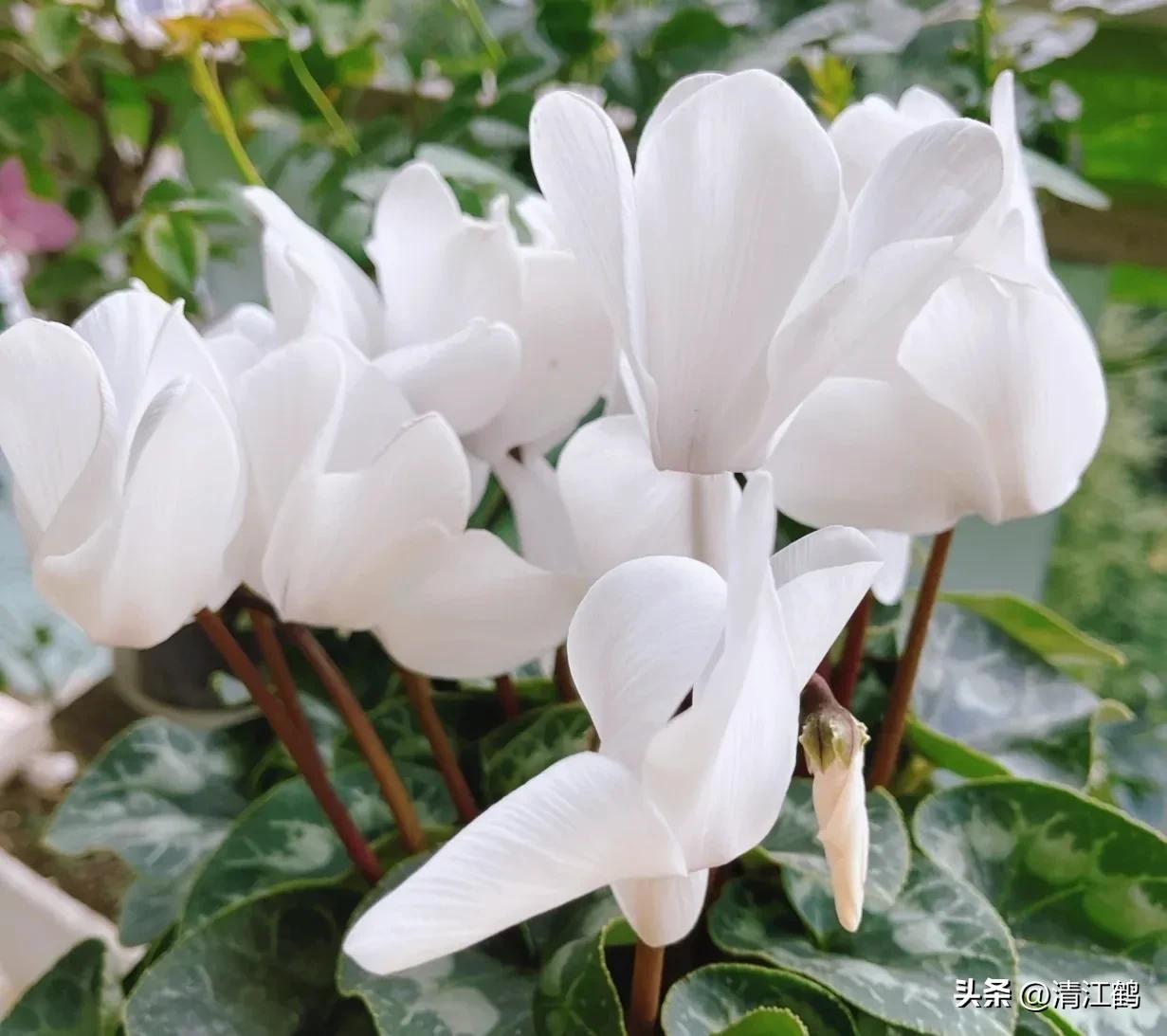 仙客来腐烂的挽救办法,仙客来病了怎么救活