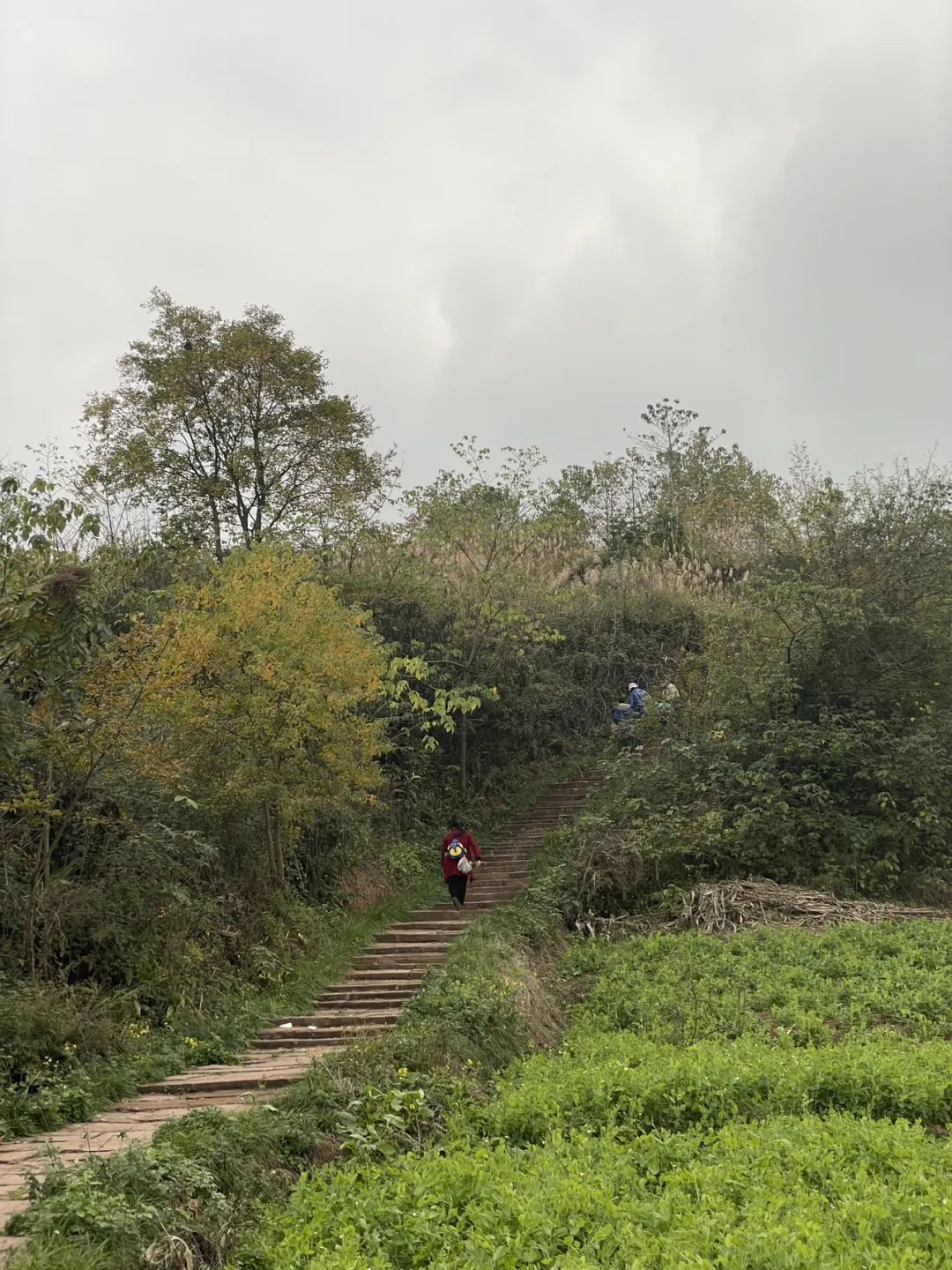 成都旅游豌豆尖,成都仰天窝近郊爬山推荐
