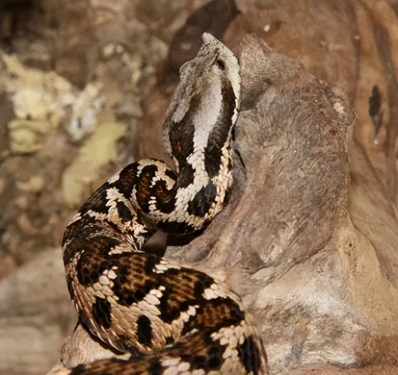 「原来欧洲有这么多种蛇？！」偷师卡塞尔的豢龙大师·下