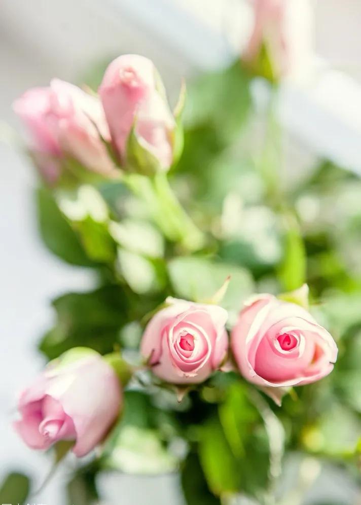 唯美玫瑰花手机壁纸,两朵玫瑰花图片唯美壁纸