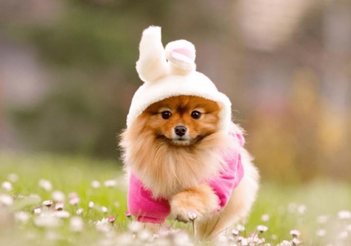 狗狗不听话如何惩罚让它快速听话,主人强制压制猫咪不准动