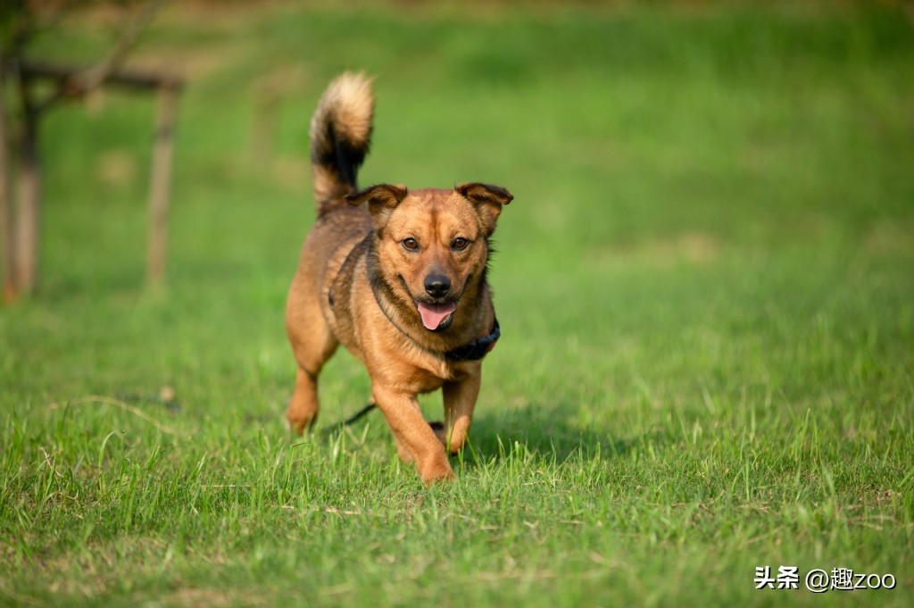 家庭宠物哪个好养活,好玩又好养活的宠物