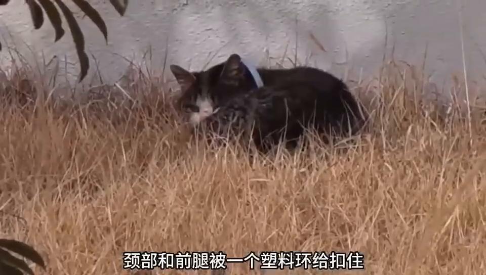 小猫咪被虐待到精神萎靡,小猫咪被虐待了还能养吗
