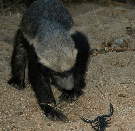 蜜獾在巴西蛇岛大战毒蛇,蜜獾啃食剧毒毒蛇