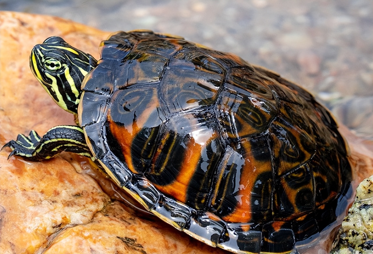 冬天新手养龟的最佳方法,新手养龟需要恒温器吗